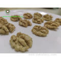 Wholesale Chinese Walnut Kernels Light Halves